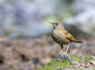 Grey-winged Blackbird,Bird,Wild bird (female)