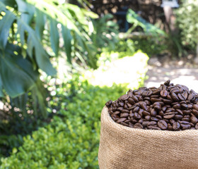 Roasted Coffee beans sack garden green plants.