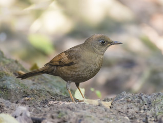 Grey-winged Blackbird,Bird,Wild bird (female)