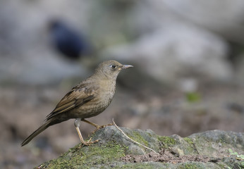 Grey-winged Blackbird
