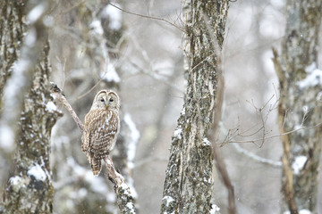 降雪の中のフクロウ(Ural owl)