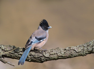 Black-headed jay (Garrulus lanceolatus) 