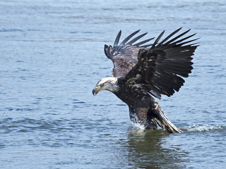 Bald Eagle Fish Grab