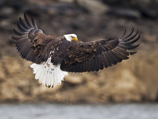 Bald Eagle in Flight