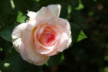 Romantic pink rose in a summer garden.
