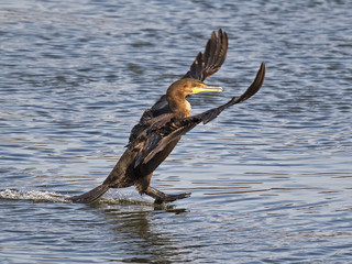 Double-crested Cormorant Landing on the Water