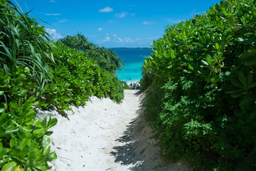 南国の海への道