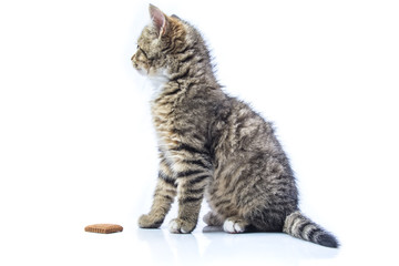 isolated kitten and cookies 