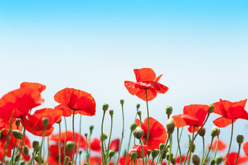 Obraz na płótnie Canvas Red poppy flowers in the field.