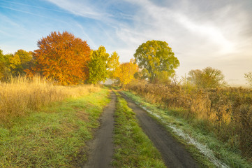 autumn morning, a wonderful, vibrant colors of the leaves