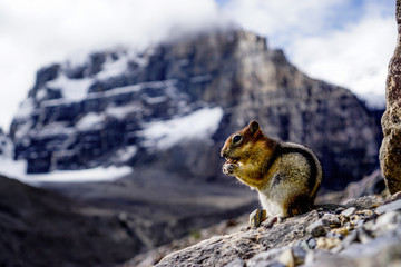 ChipAdvisor's Guide for the Rodent Less Traveled