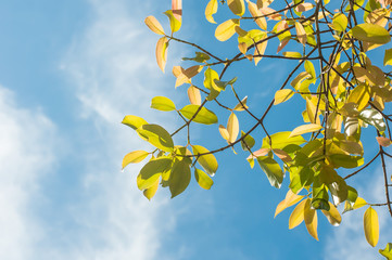 the green and yellow leaves or leaf with sunshine on blue sky