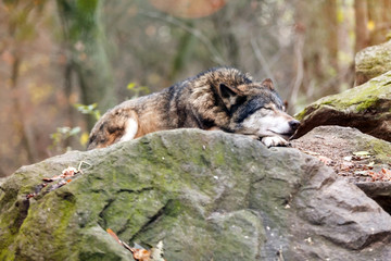 Grey Wolf