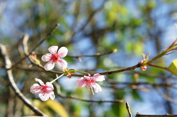 Wild Himalayan Cherry on tree