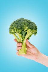 Isolated on blue hand holding big green broccoli. Vertical studio shot