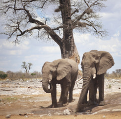 Fototapeta na wymiar elephants in Africa