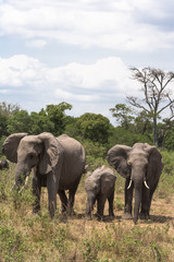 Elephant family. Kenya, Africa © Victor