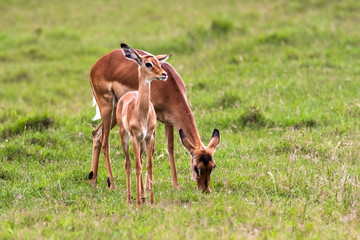 Naklejka na ściany i meble Impala with baby. Nakuru, Kenya