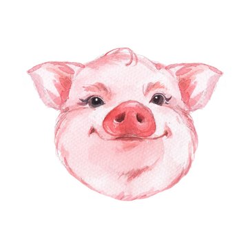 Funny pig. Cute watercolor animal face. Isolated on white