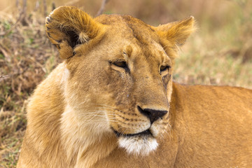 Fototapeta na wymiar Beautiful lioness. Savanna of Serengeti, Africa