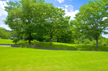 Fototapeta na wymiar 芝生と緑