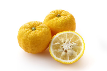 柚子　Yuzu. Japanese citron