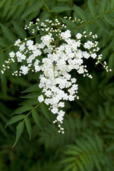  Sorbaria kirilowii(rowan;  Giant false spiraea) flowers　ニワナナカマドの花