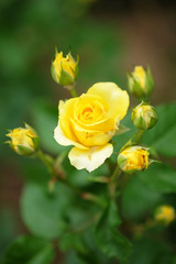 yellow rose in the garden in thailand