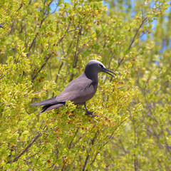 Brown Noddy, exotic bird in a tree, French Polynesia, Tahiti 