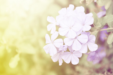 Fototapeta na wymiar blur flower background with color filter 