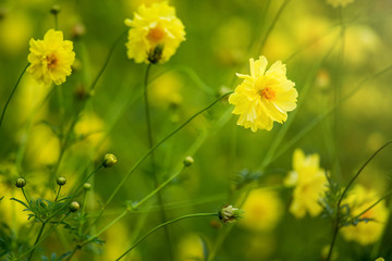 Yellow flower blossoms blooming in natural environment on a sunn