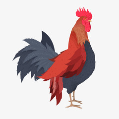 Beautiful rooster isolated on white background. Vector illustration. The symbol of the year 2017.