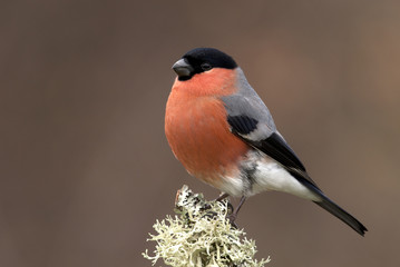 Male of Eurasian bullfinch. Pyrrhula pyrrhula