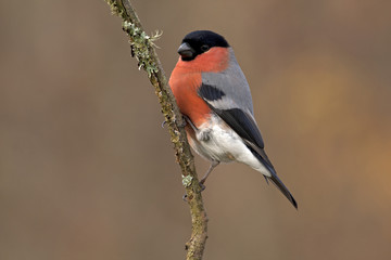 Male of Eurasian bullfinch. Pyrrhula pyrrhula