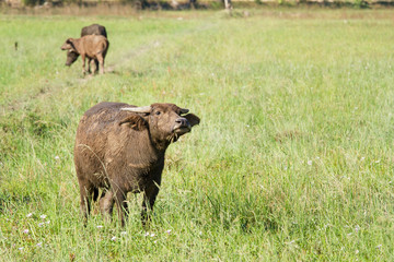 Water buffalo eating grass on meadow nature background.