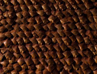 texture of closeup pinecone