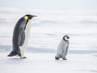 Fototapeta na wymiar Emperor Penguins on the frozen Weddell Sea