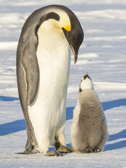 Emperor Penguins on the frozen Weddell Sea