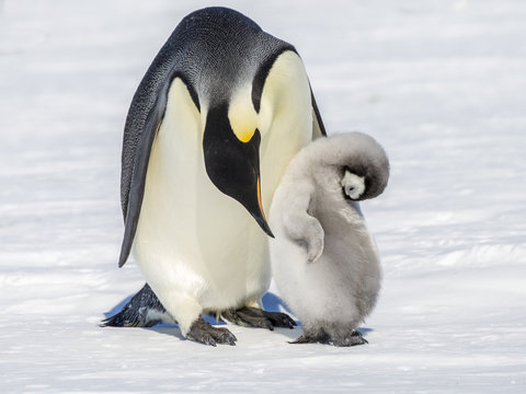 Emperor Penguins on the frozen Weddell Sea
