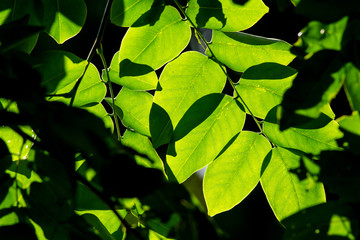 Fototapeta na wymiar Sunlight shining through fresh green leaf in the morning at the