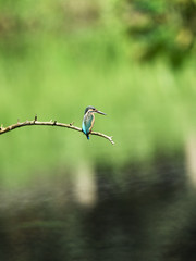 止まり木のカワセミ