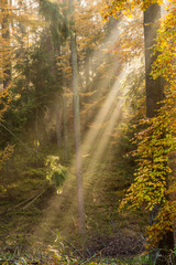 bunter Herbstwald mit Sonnenstrahlen