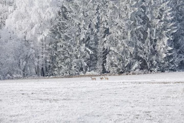 Crédence de cuisine en verre imprimé Cerf Cerf sautant dans un paysage d& 39 hiver. Paysage d& 39 hiver et un groupe de chevreuils dans le pré à Sumava, en République tchèque.