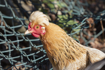 hen in the farm