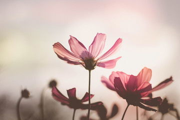 Obraz premium Vintage Cosmos flowers