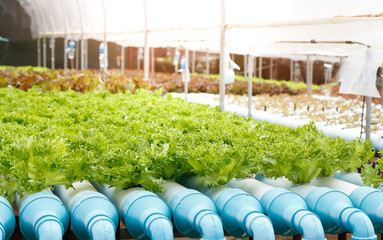 Fototapeta premium Hydroponic garden