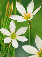 flower in water