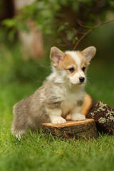 Corgi puppy in the grass standing on a log