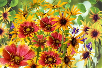 Image of flowers in the garden on a blurred background.