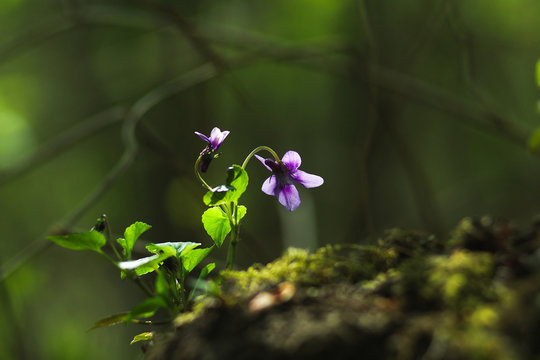 Fiołek leśny--Viola reichenbachiana